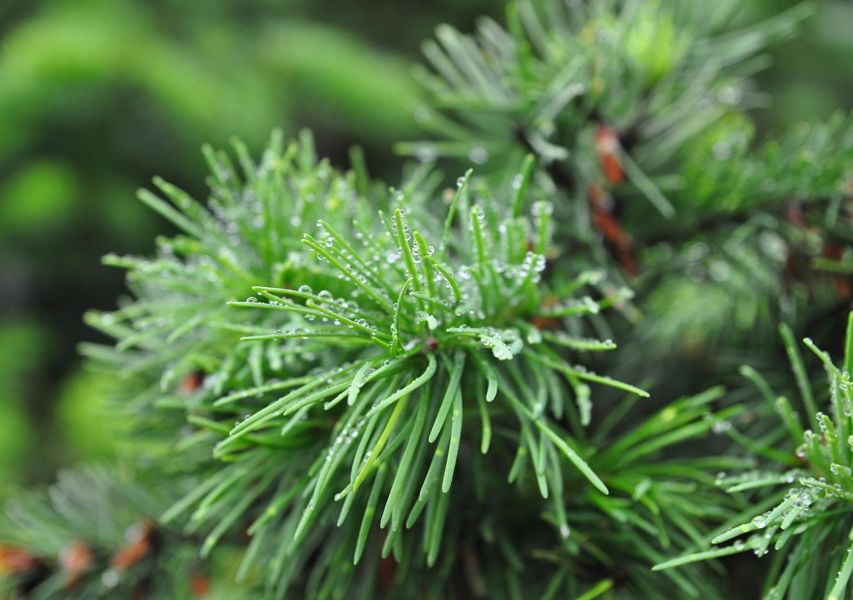 Conifer