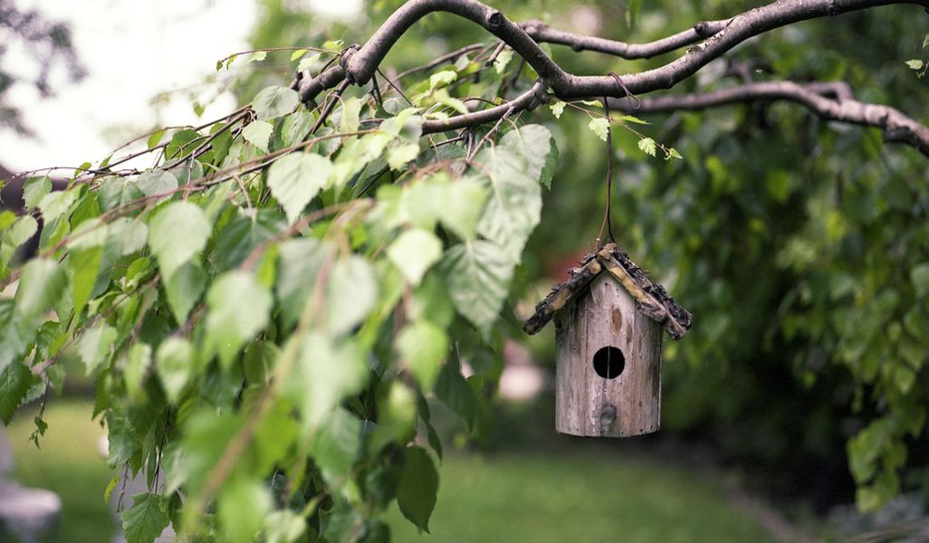 Bird feeder