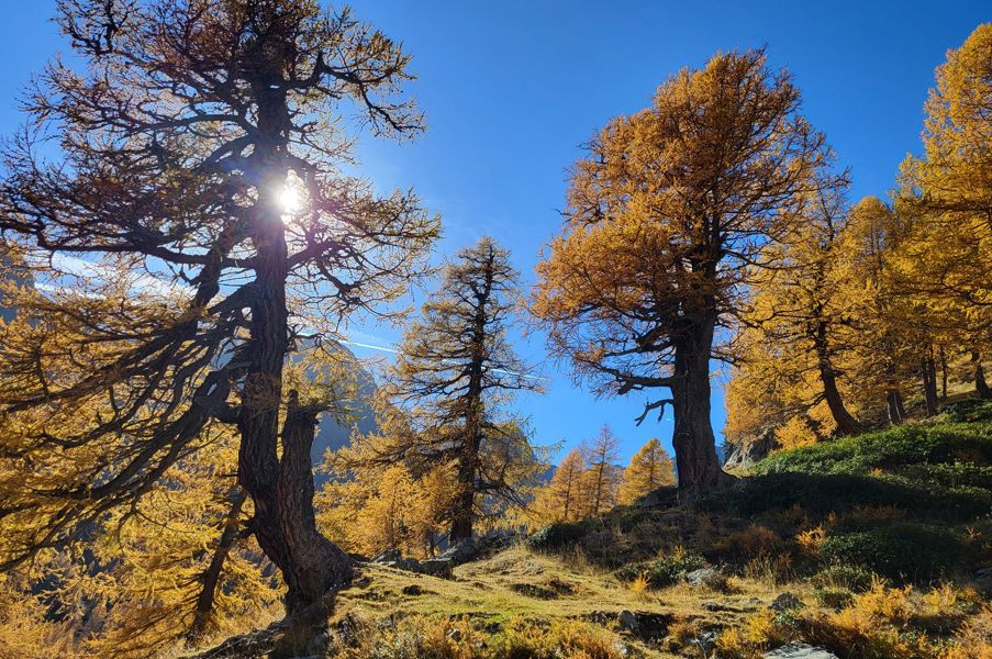 laerchen-im-herbst