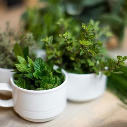 Erbe aromatiche